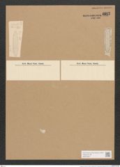 Surirella sp. (de-Toni-Nr.: Genus 53, Species 2124 ?) Zeichnungen Sammlung Grunow Nr. 4812 (NHMW-BOT-W0372967)
